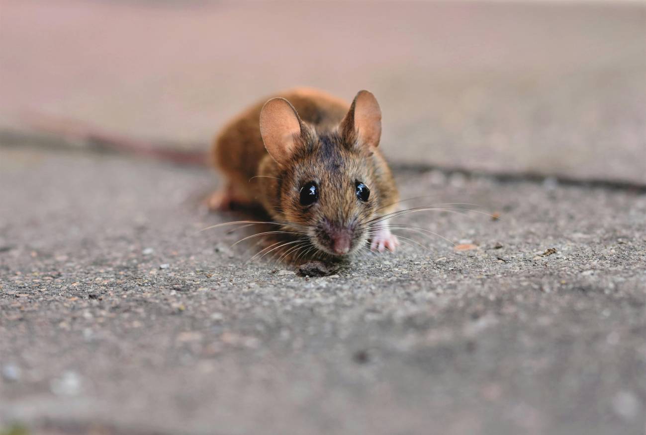ratón