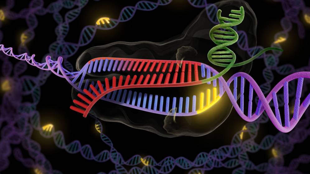 Del deseo a la realidad: la edición genética (aún) no está preparada para tratar a pacientes
