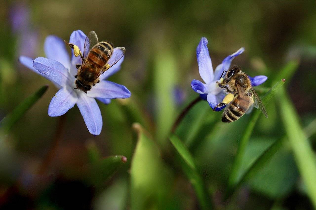 El apocalipsis de los insectos