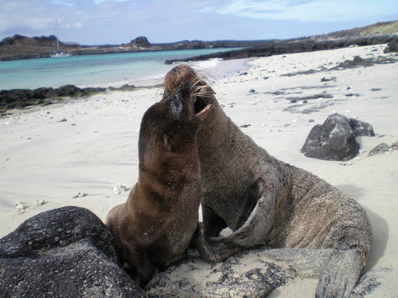 Islas Galápagos, ver la evolución tal y como lo hizo Darwin