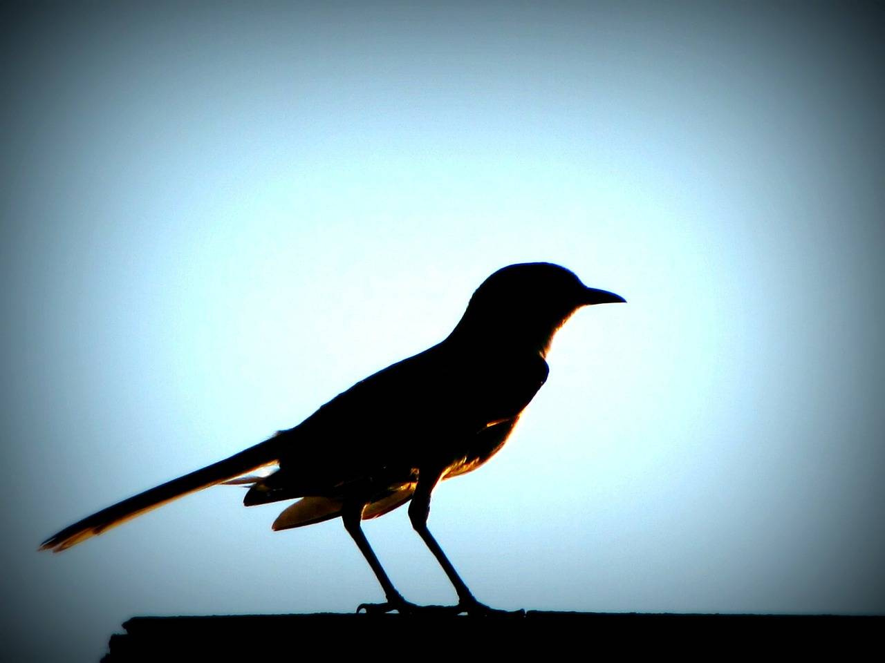 Las aves no son cabezas de chorlito
