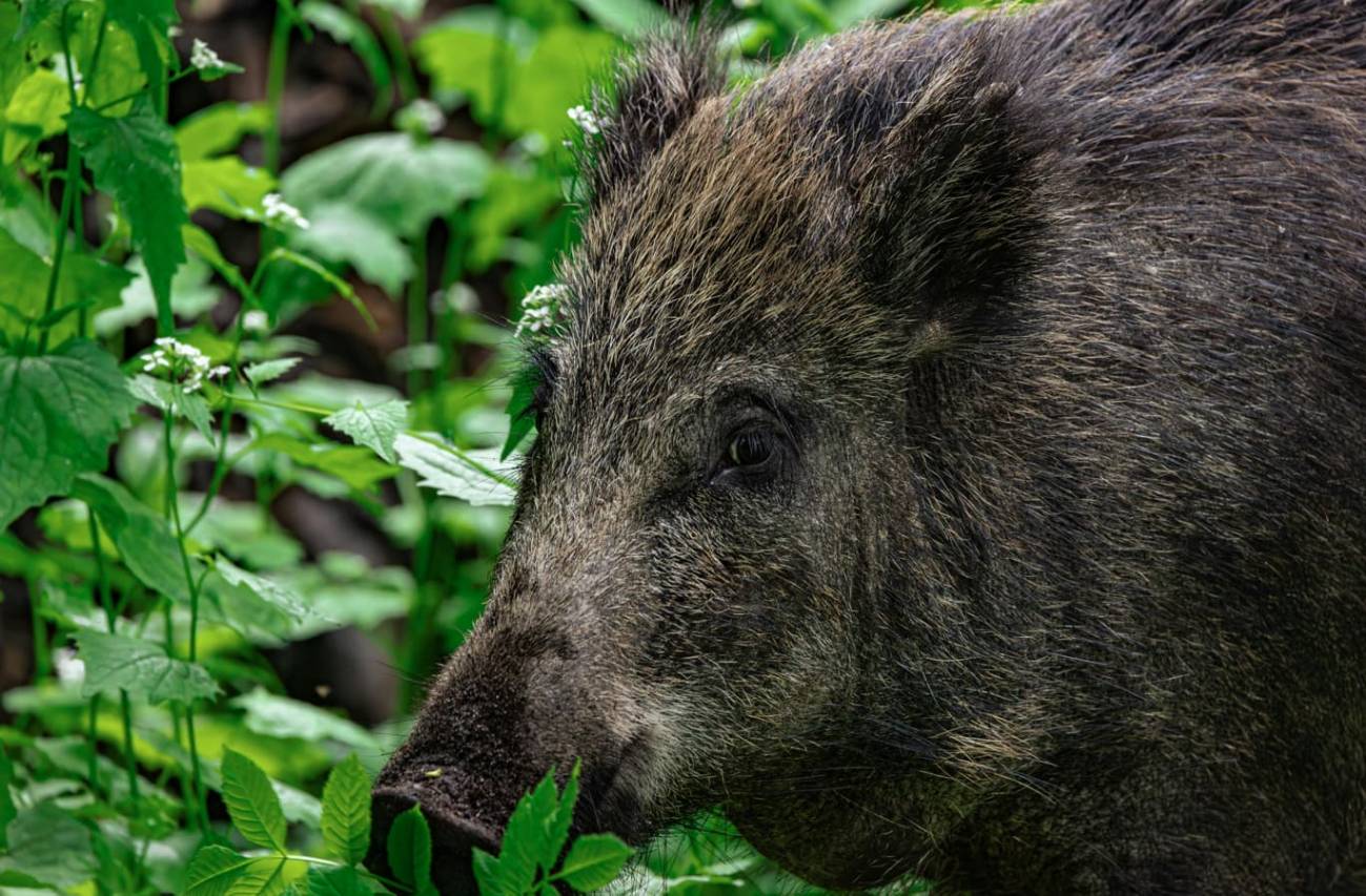 ¿Por qué es tan letal la peste porcina africana para los cerdos y jabalíes?