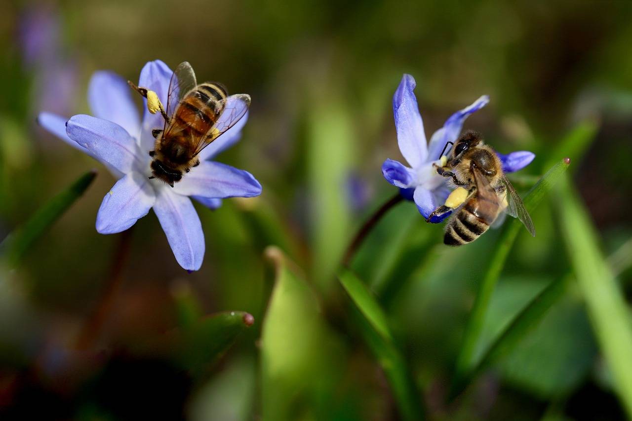 abejas