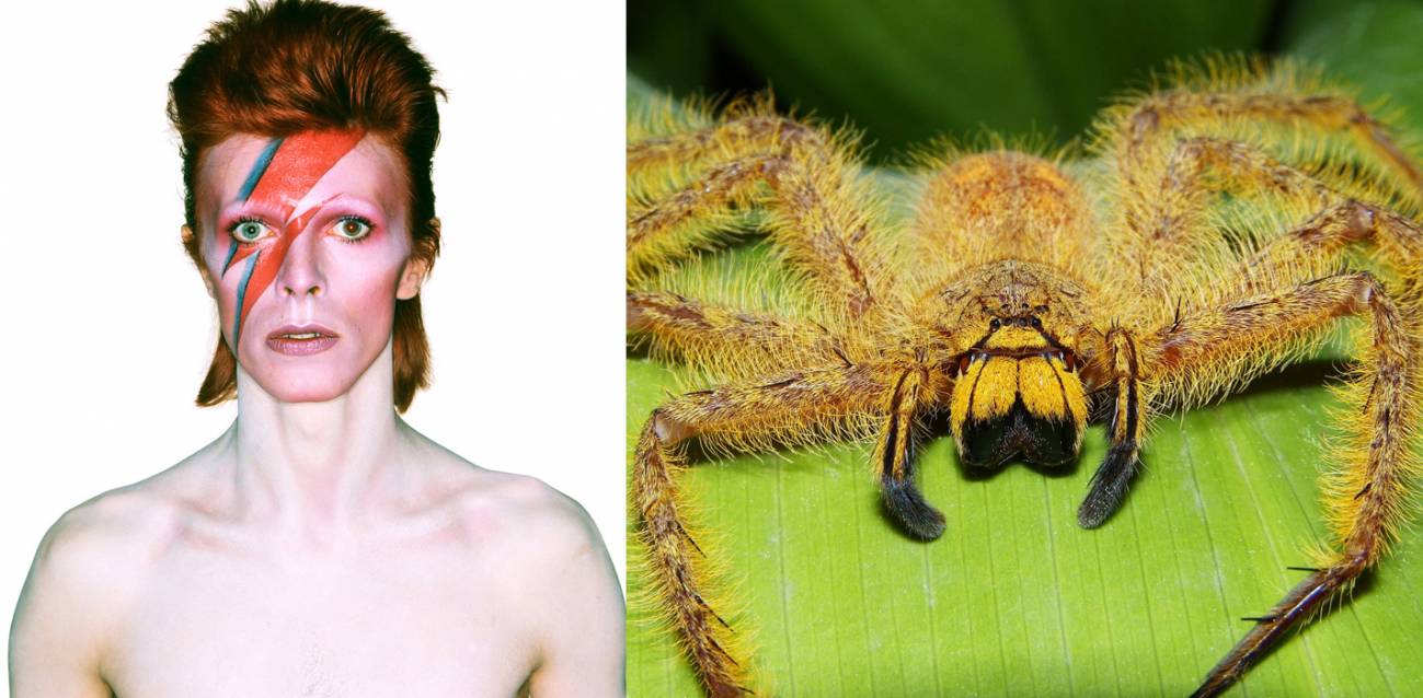 Amores, venganzas y mensajes ocultos en los nombres de las especies