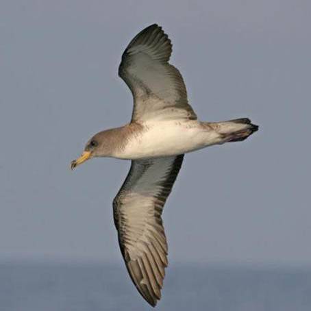 Las pardelas son una de las aves marinas más amenazados por los efectos de la presencia humana (imagen: Pep Arcos/SEO BirdLife) 