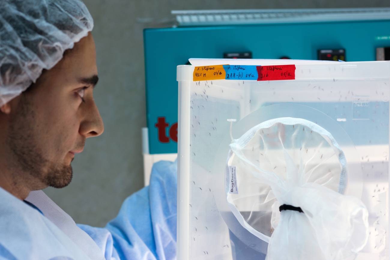 Ciencia abierta contra la malaria desde Tres Cantos