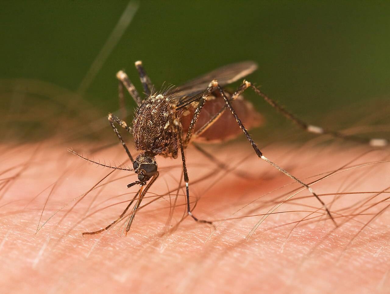 Mosquito picando