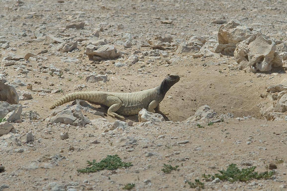 Uromastyx aegyptia microlepisen