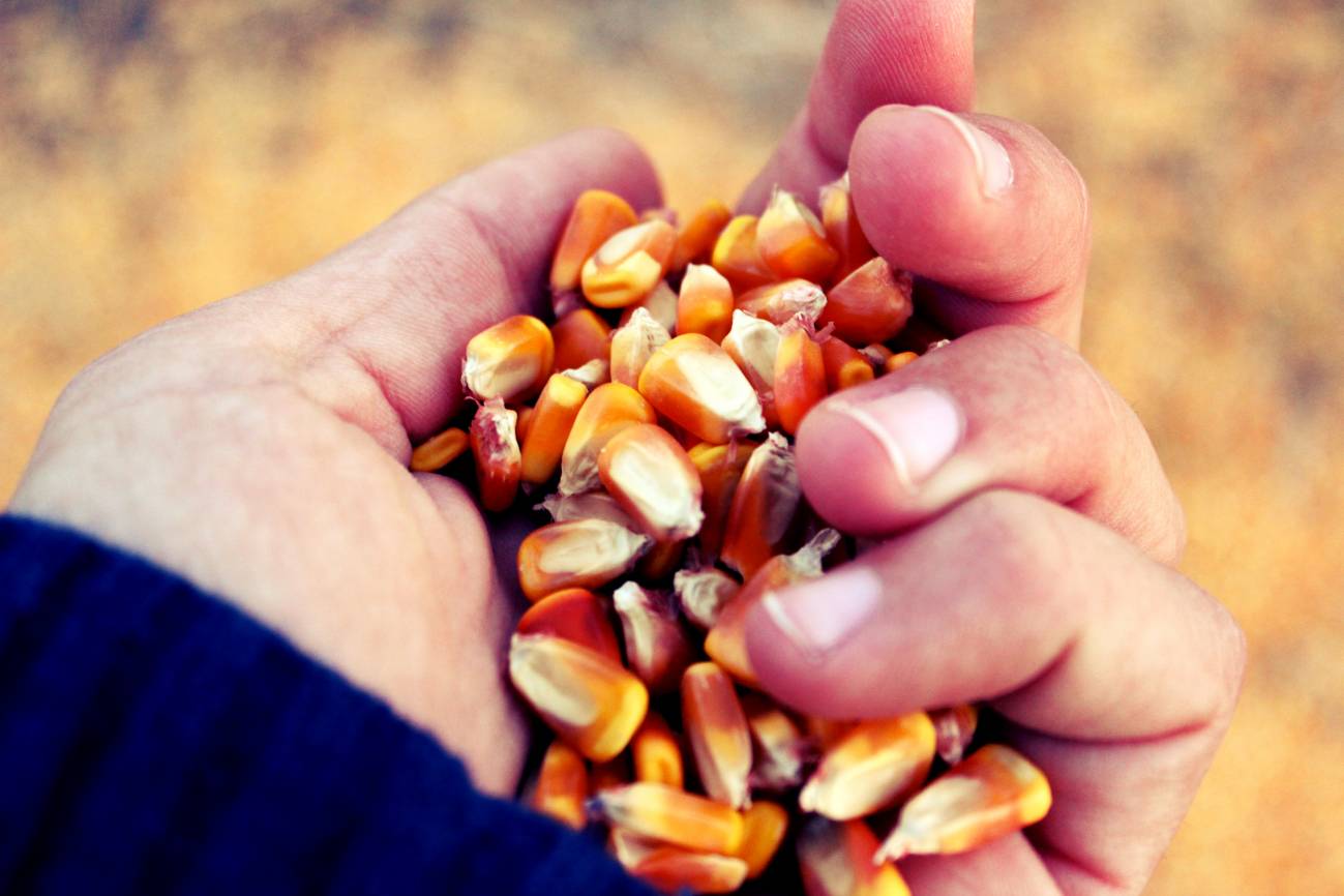 'Domesticar' las plantas para la alimentación del futuro