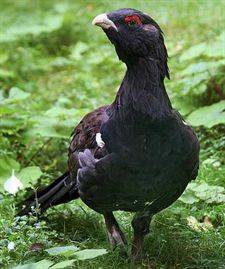 Urogallo