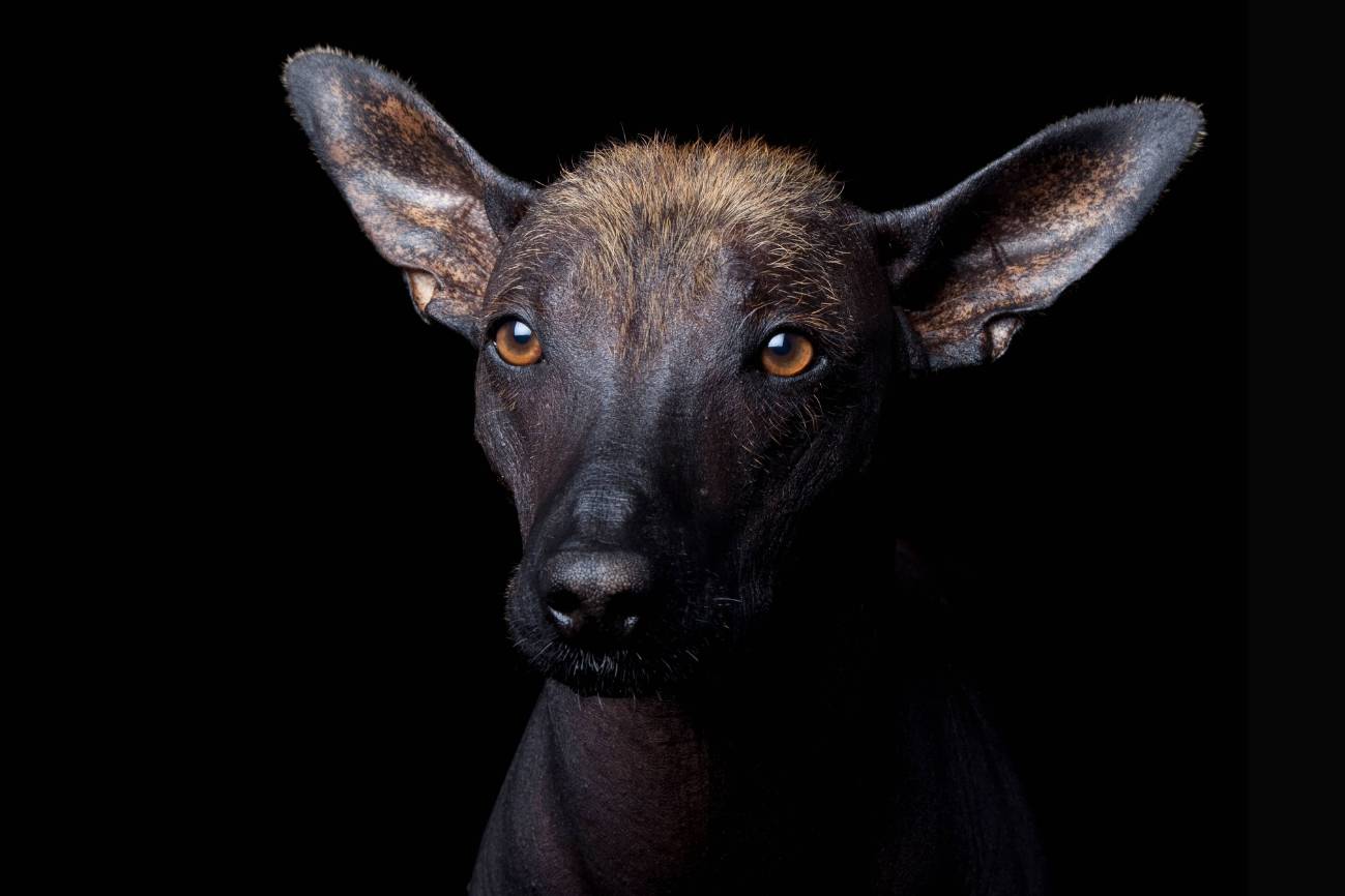 Perro xoloitzcuintle (‘perro raro’ o ‘perro arrugado’ )