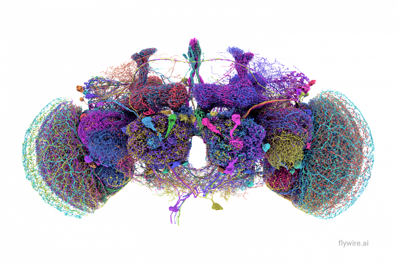 Las 50 neuronas más grandes del conectoma cerebral de la mosca
