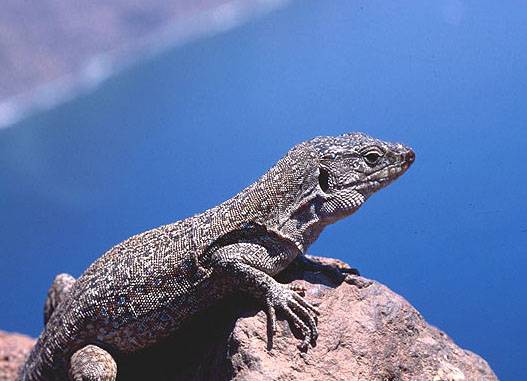 El incierto destino del lagarto moteado de Tenerife