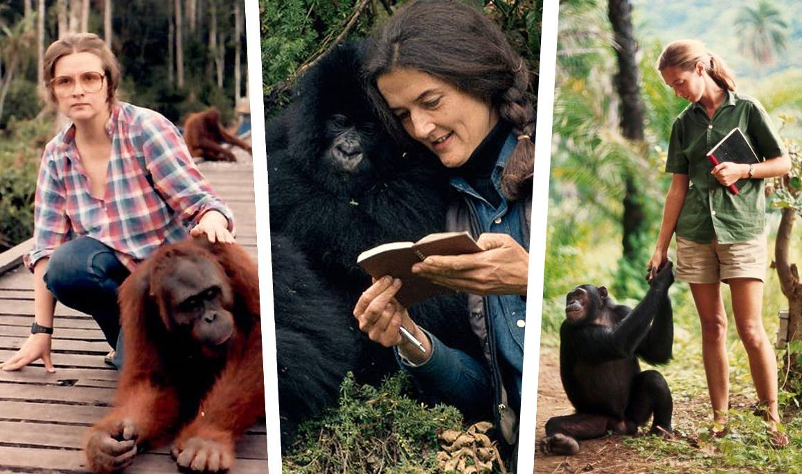 El legado de las tres pioneras que miraron a los primates de tú a tú