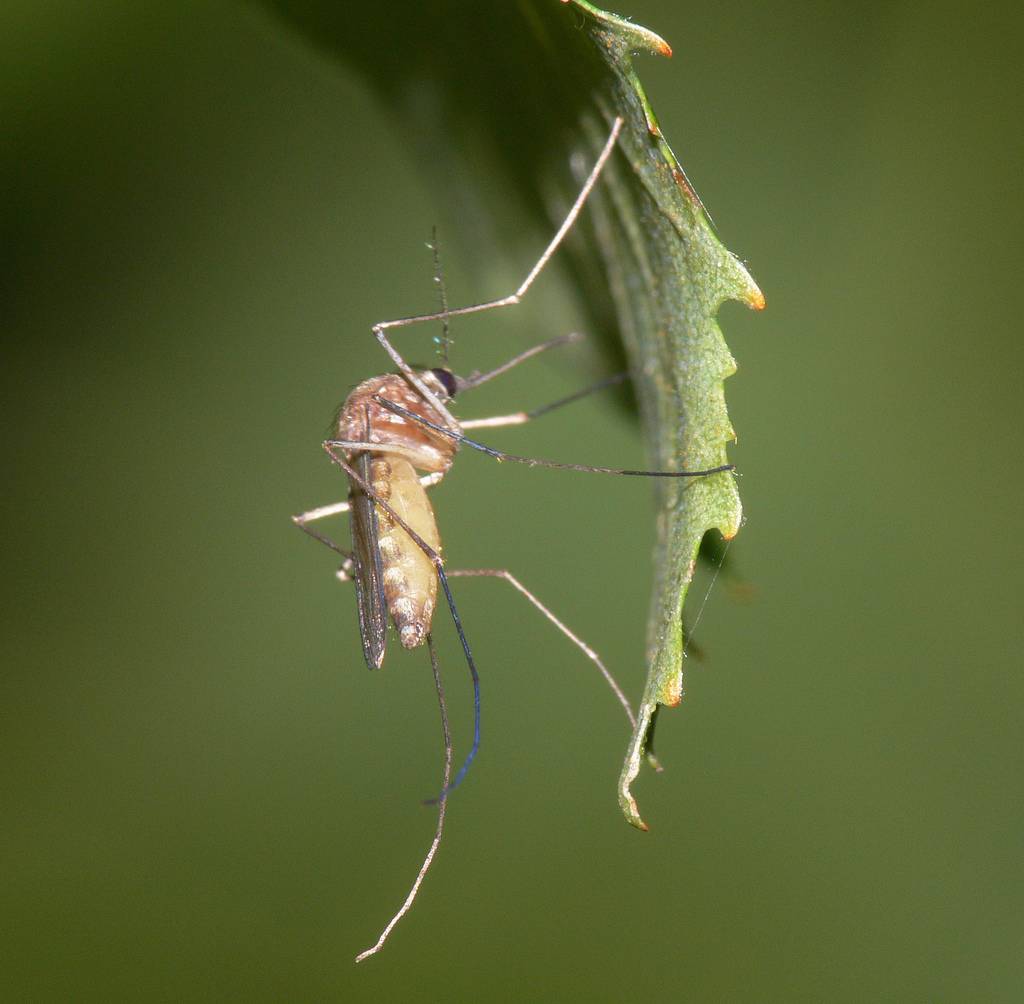 El mosquito, fan del cambio climático