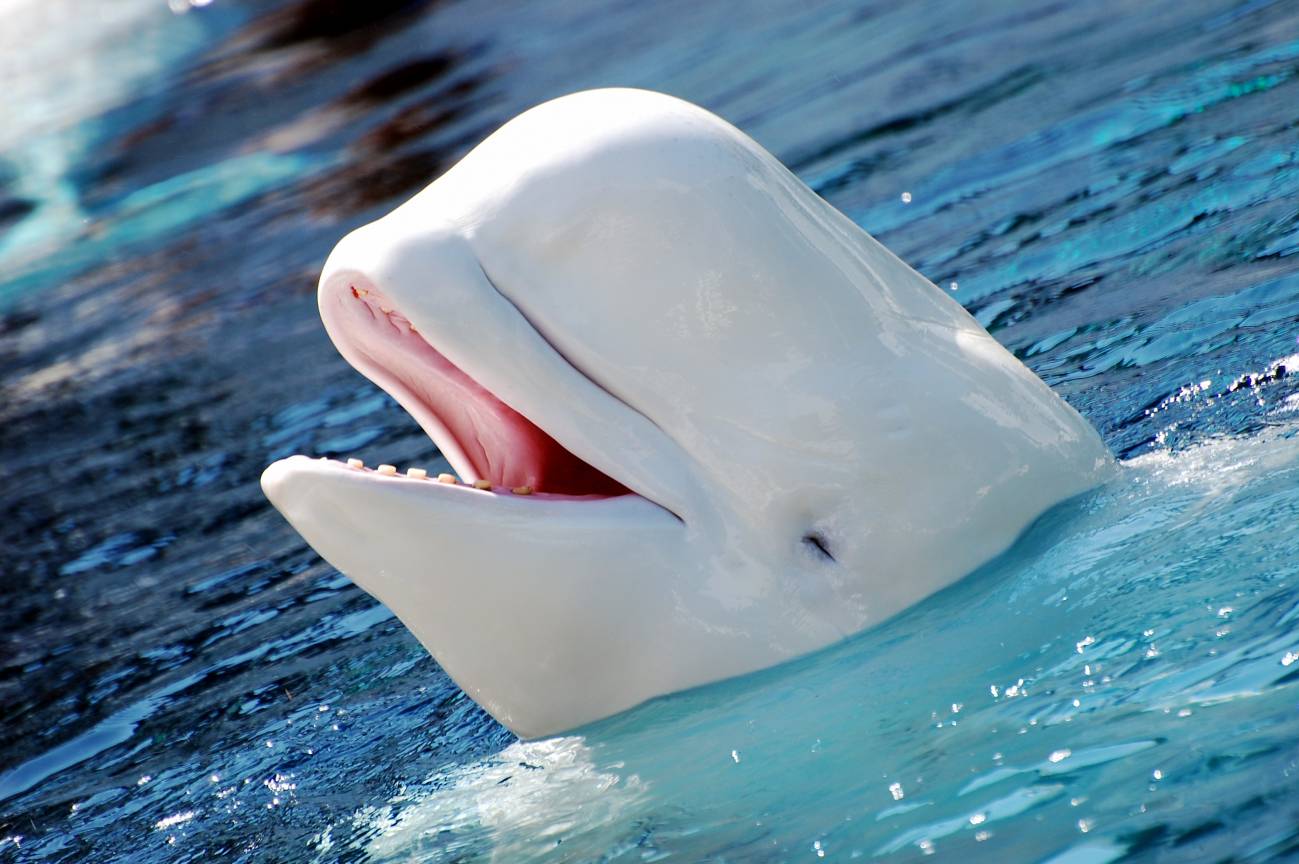 El negro negocio de las ballenas blancas 