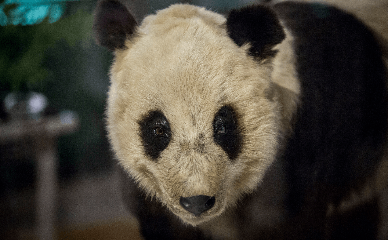 El oso panda Chu-Lin vivirá para siempre en el museo