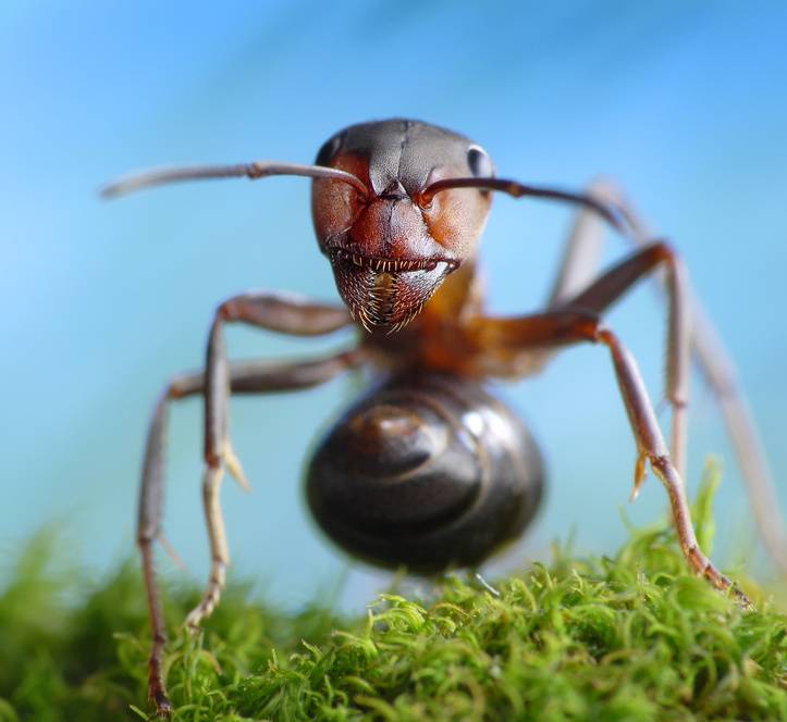 Hormiga roja europea. / Antrey-Fotolia.com