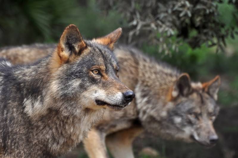 El pulso entre el hombre y el lobo