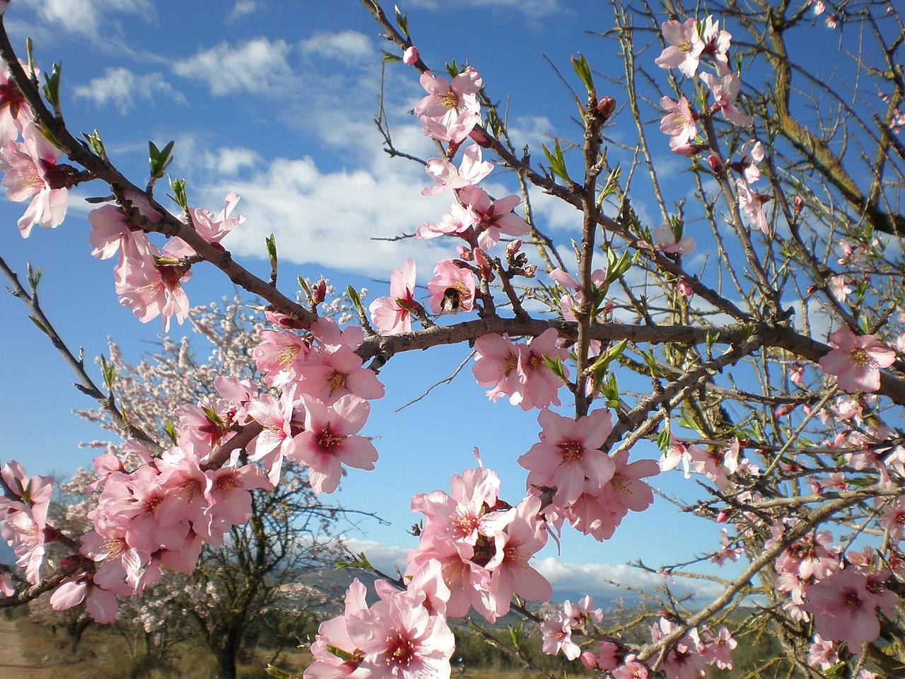 Almendros en flor