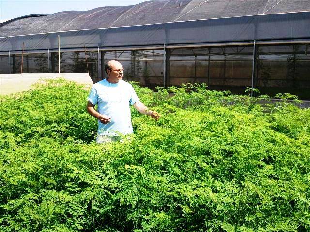 El señor de la moringa