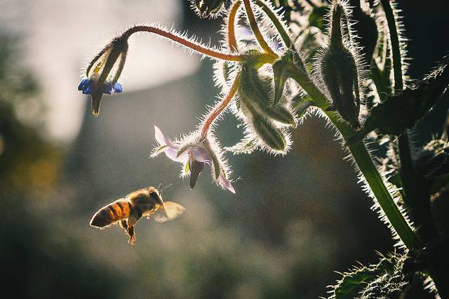 El SOS de las abejas ante el cambio climático