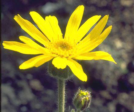 Elaboran sistemas de cultivo de plantas medicinales de origen silvestre