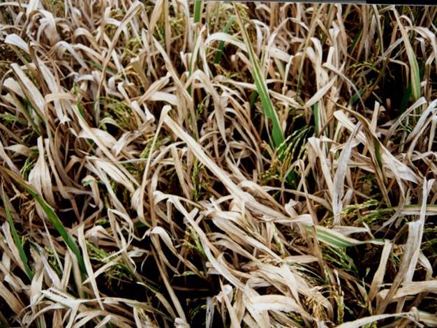 Genes clave para la lucha contra la bacteriosis vascular del arroz