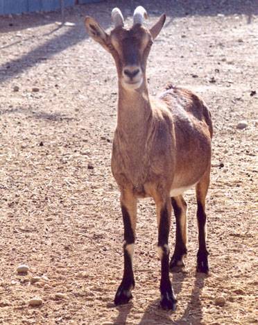 “La clonación para multiplicar animales desaparecidos es el último recurso”
