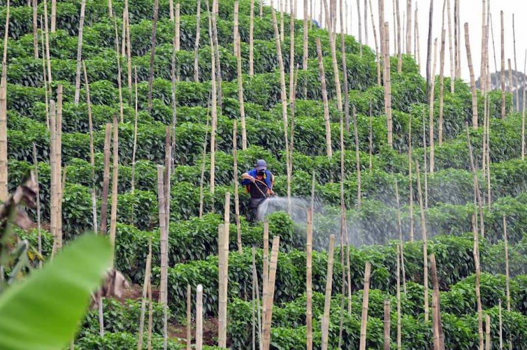 Imagen de un trabajador fumigando