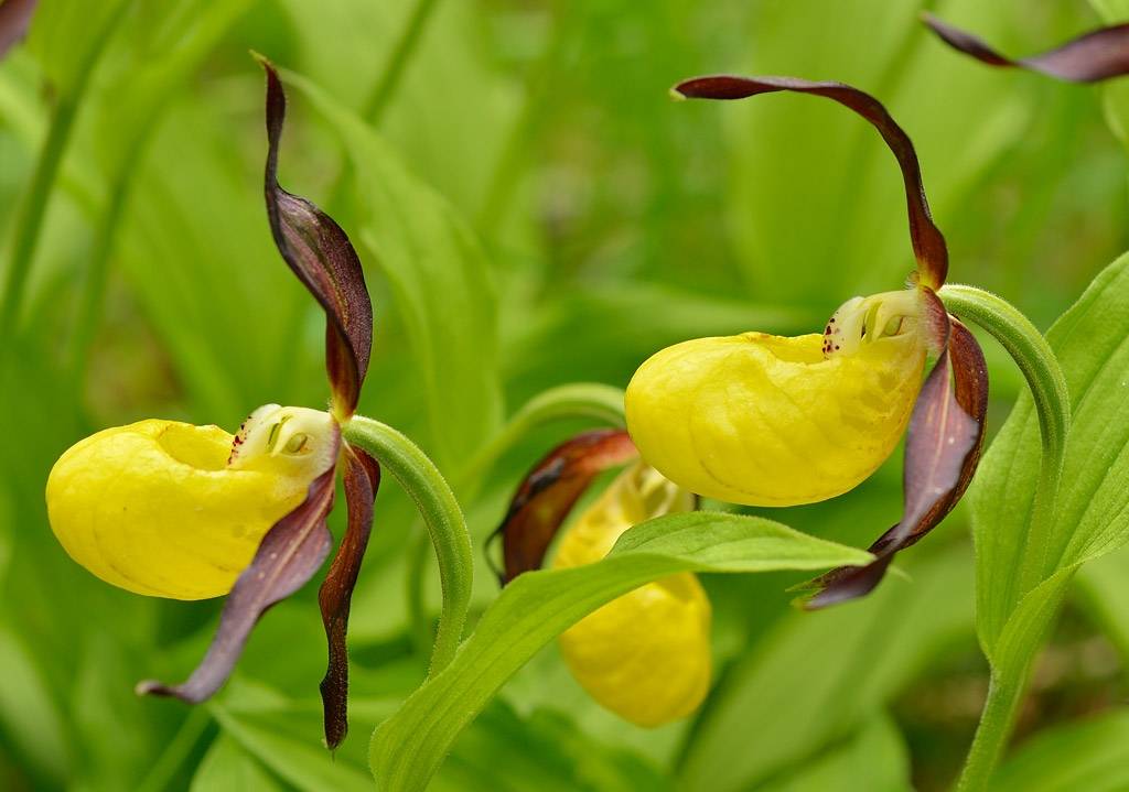 La diversidad de la flora ibérica con un clic