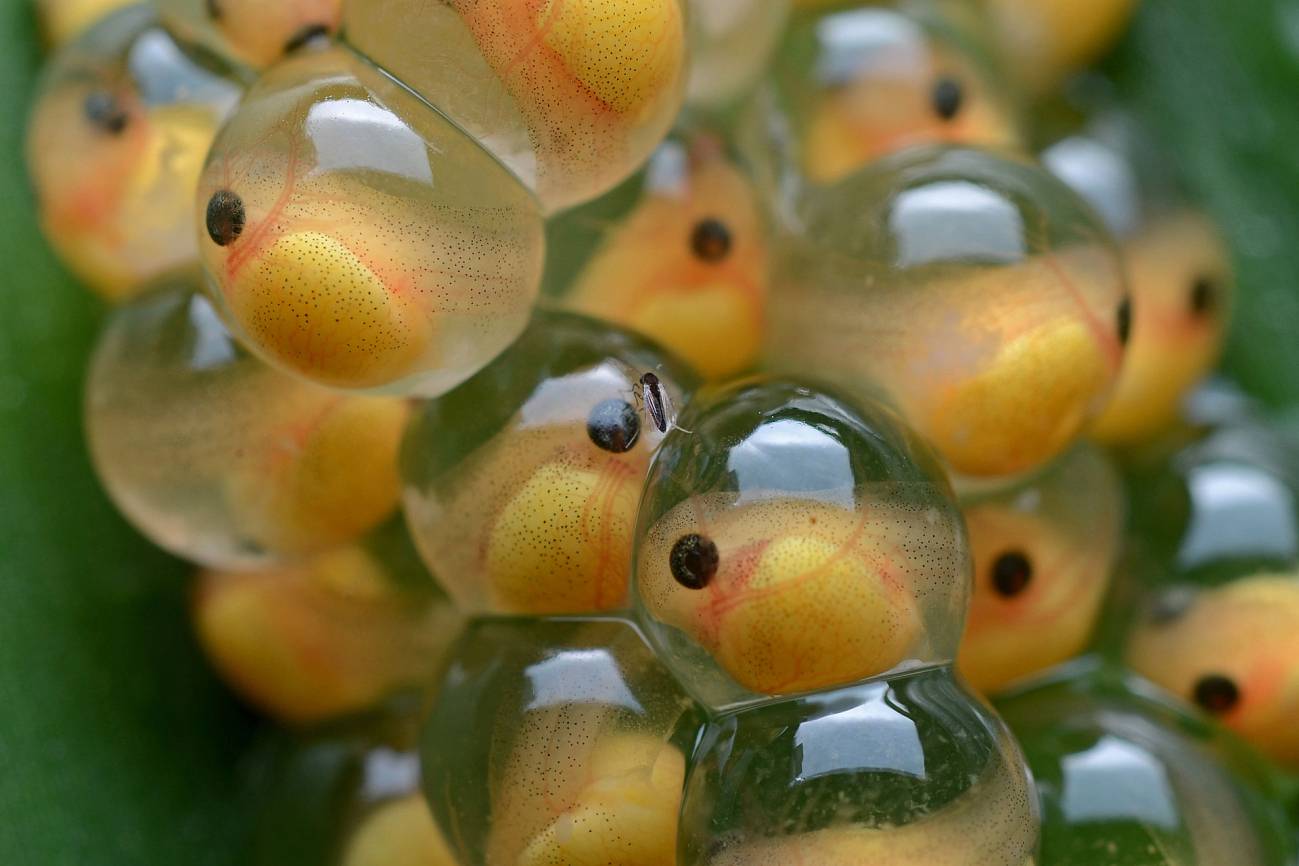 La naturaleza le ‘echa huevos’ a la vida
