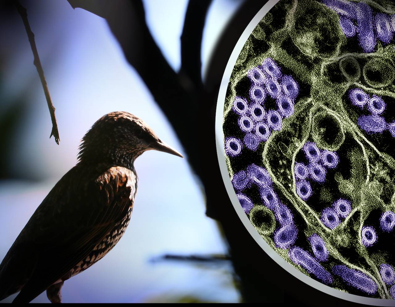 aves y virus