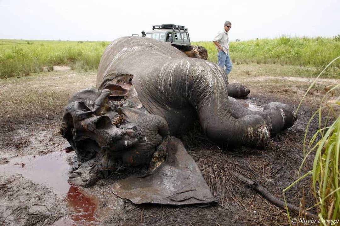 Imagen de un elefante asesinado junto al biólogo español Luis Arranz