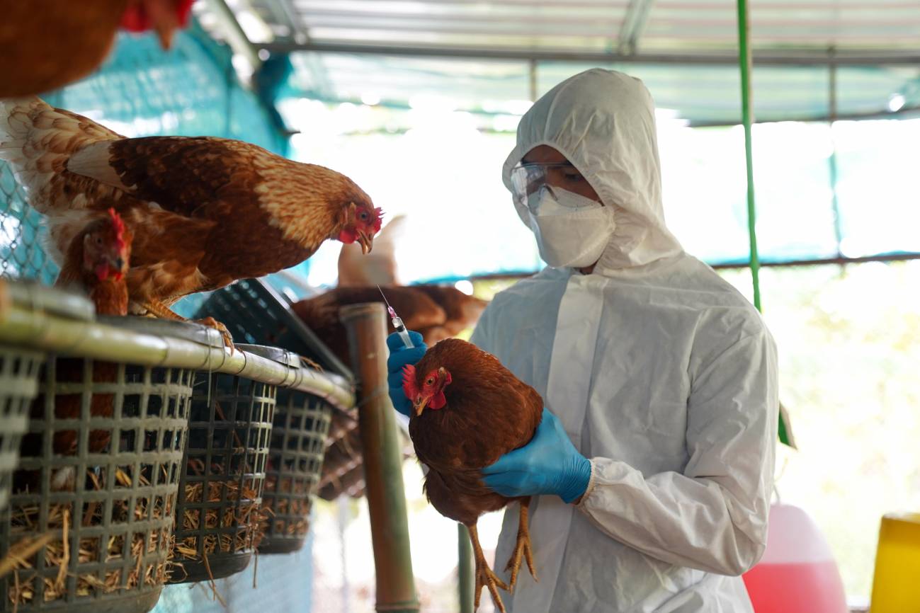 México consigue frenar la gripe aviar, un virus que mantiene al mundo en alerta 