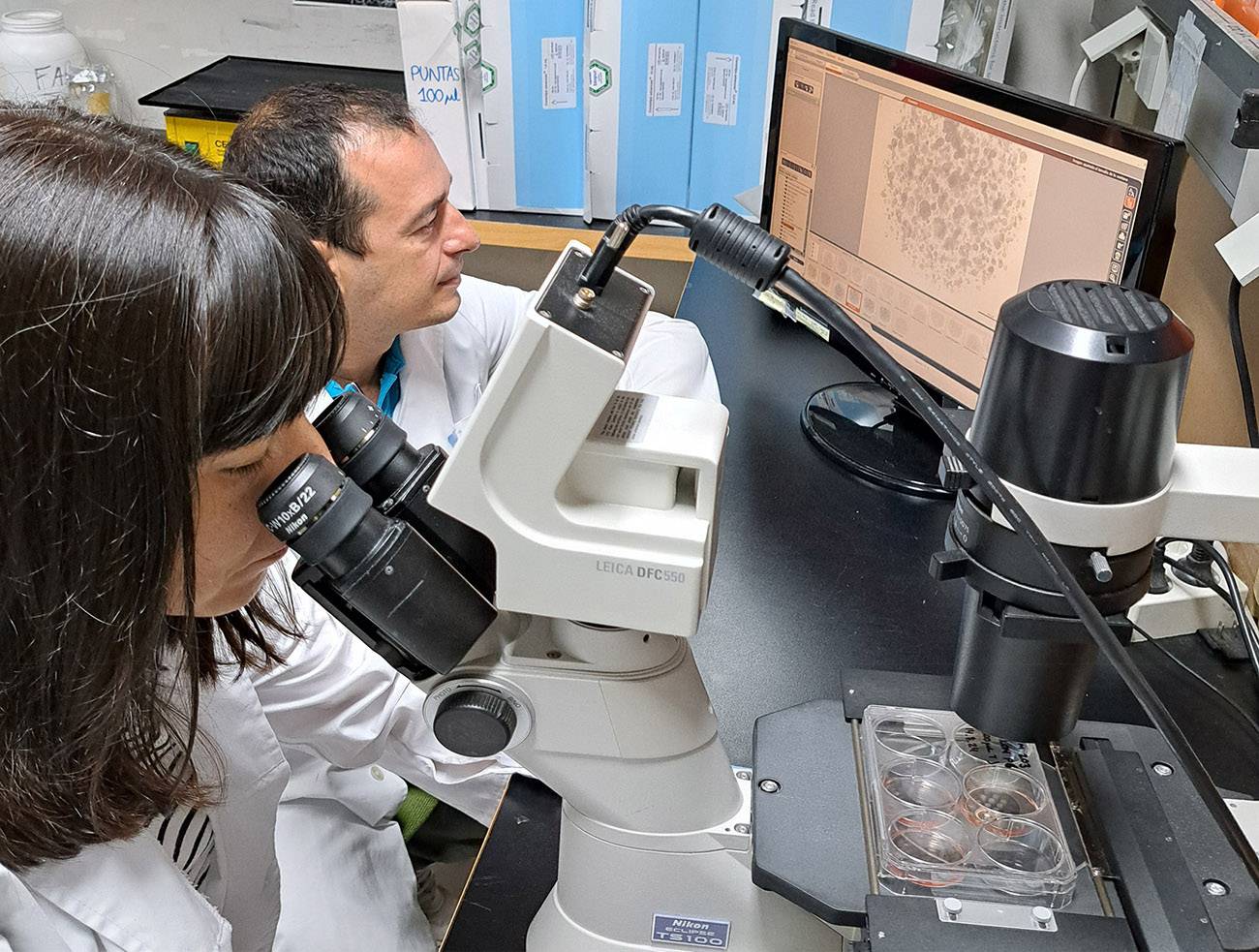 Investigaciones con organoides en el laboratorio