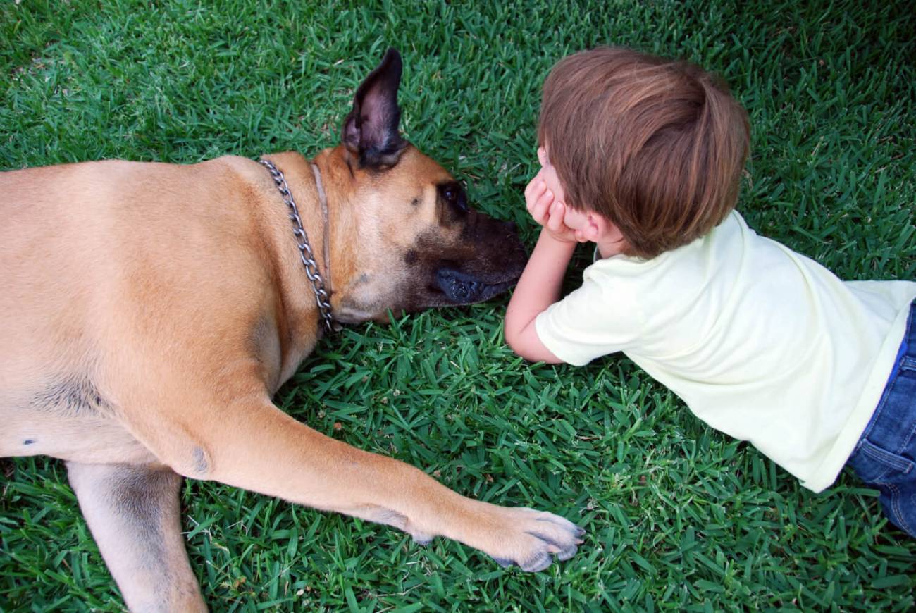 Perros y humanos, unidos por el cáncer