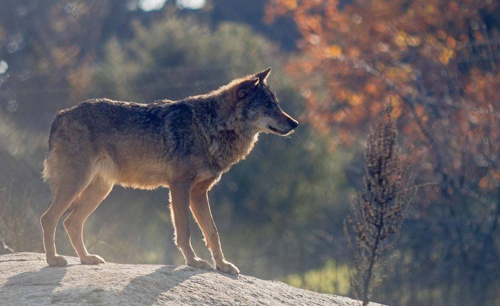 ¿Pueden convivir el lobo y el ganado? 