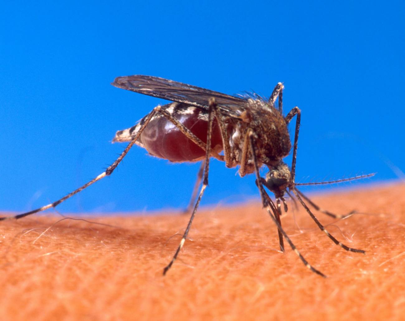 Radiografía del mosquito del zika que tiene en jaque al mundo