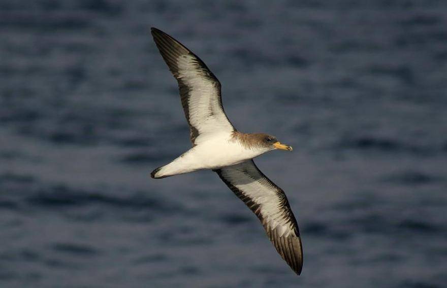 Tras la pista de la pardela cenicienta mediante marcadores biogeoquímicos