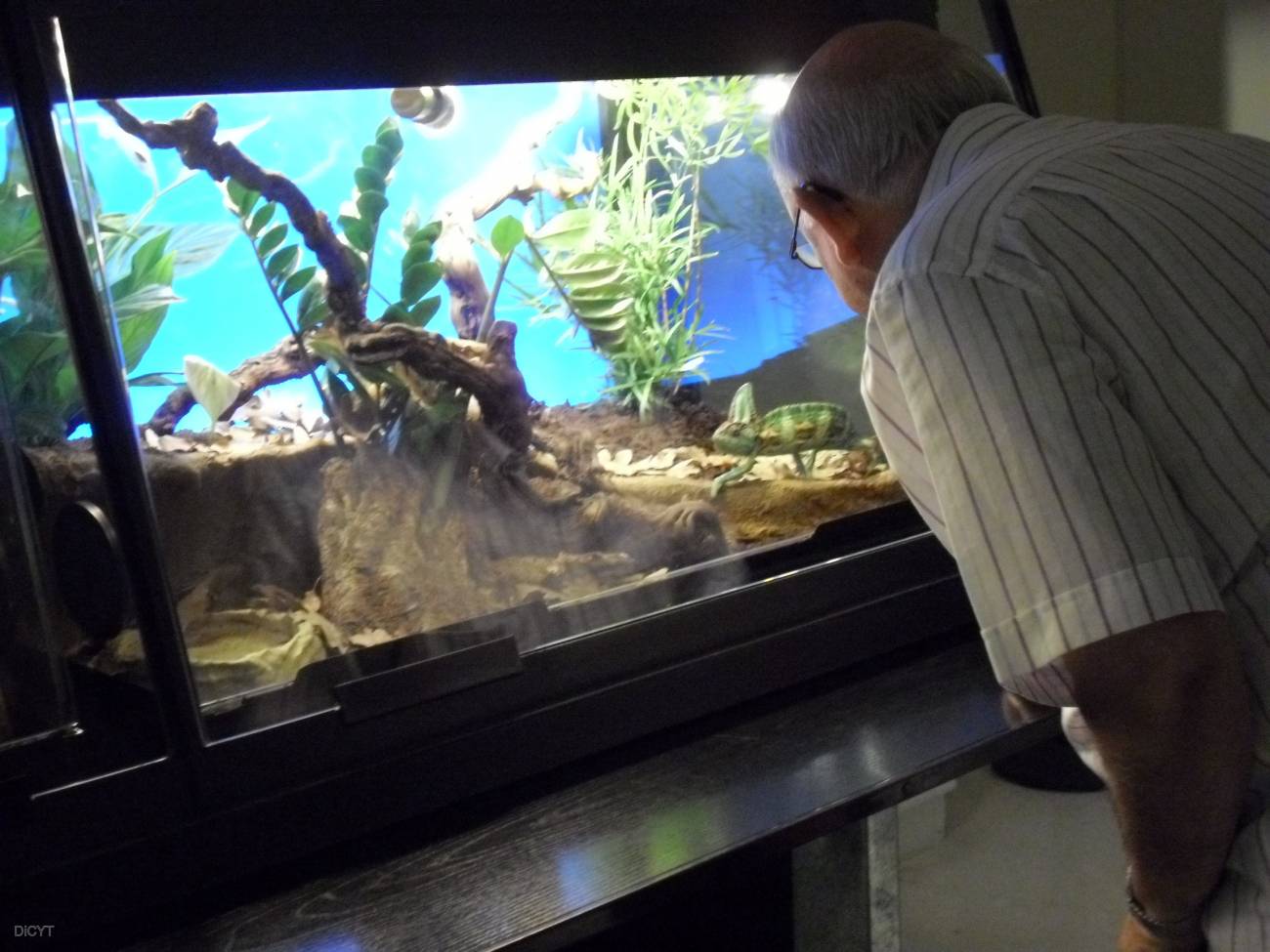 Un hombre observa una de las especies presentes en la muestra. 
