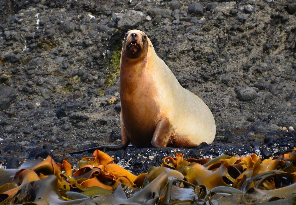 El león marino de Nueva Zelanda se encuentra 'en peligro'