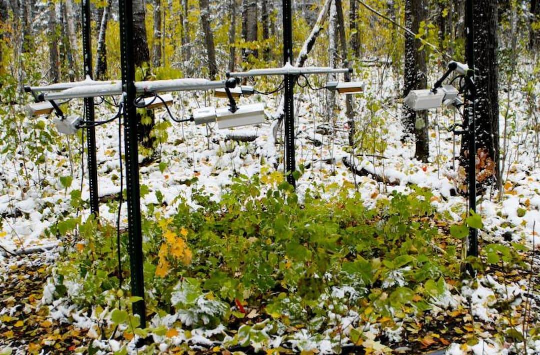 La respiración de las plantas se adapta al calentamiento global 