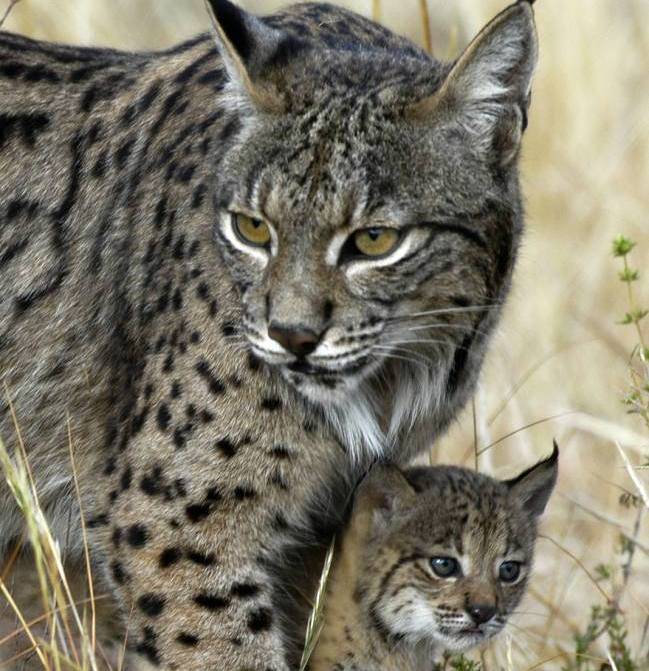 Imagen de un lince ibérico