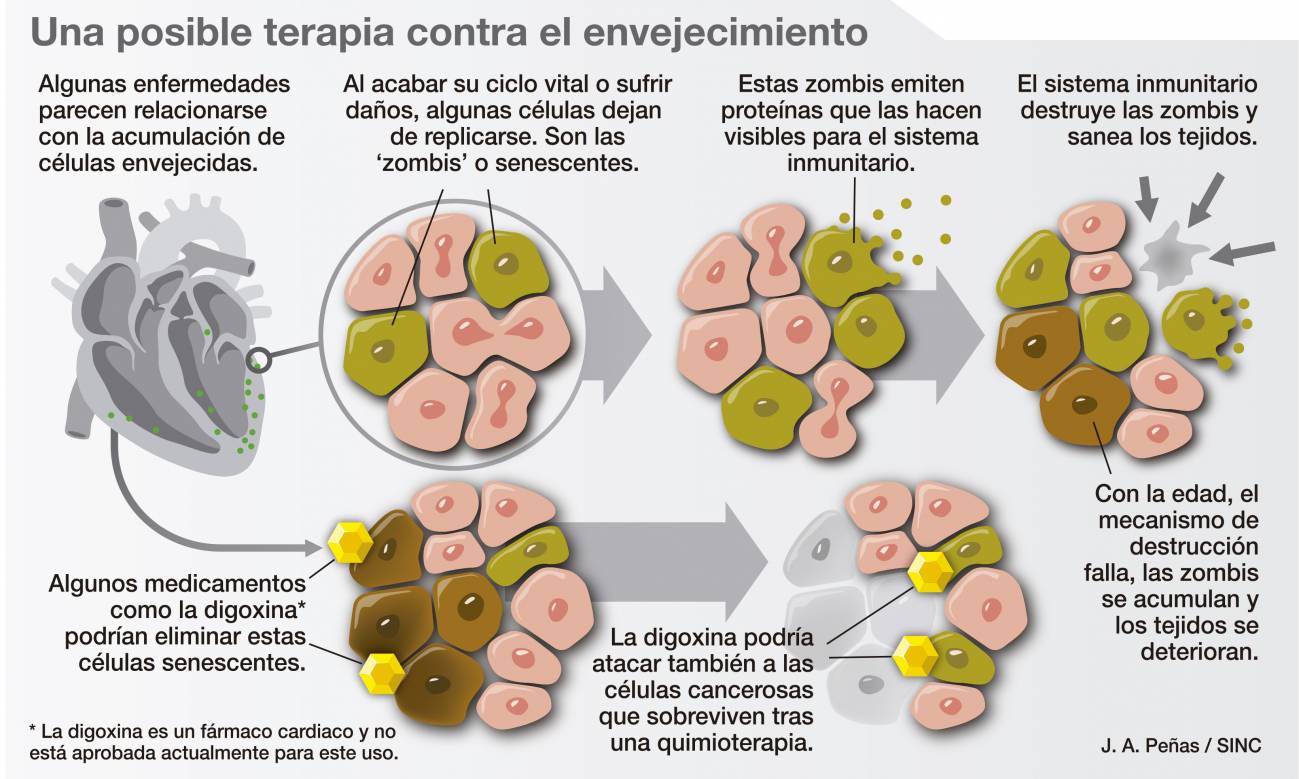 Así actúa la digoxina contra las células zombis