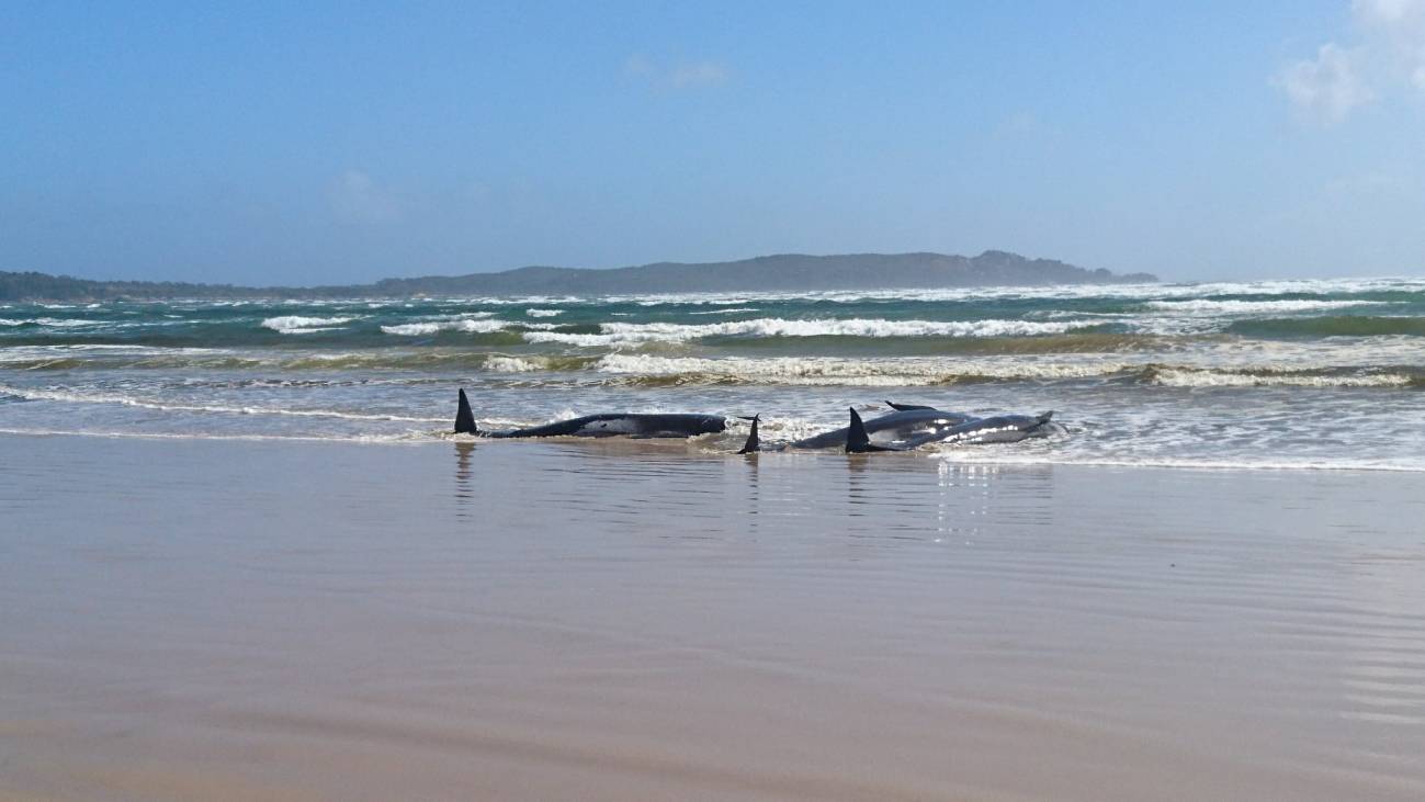 Ballenas piloto