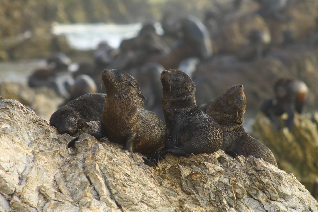 Crías de lobos marinos peruanos