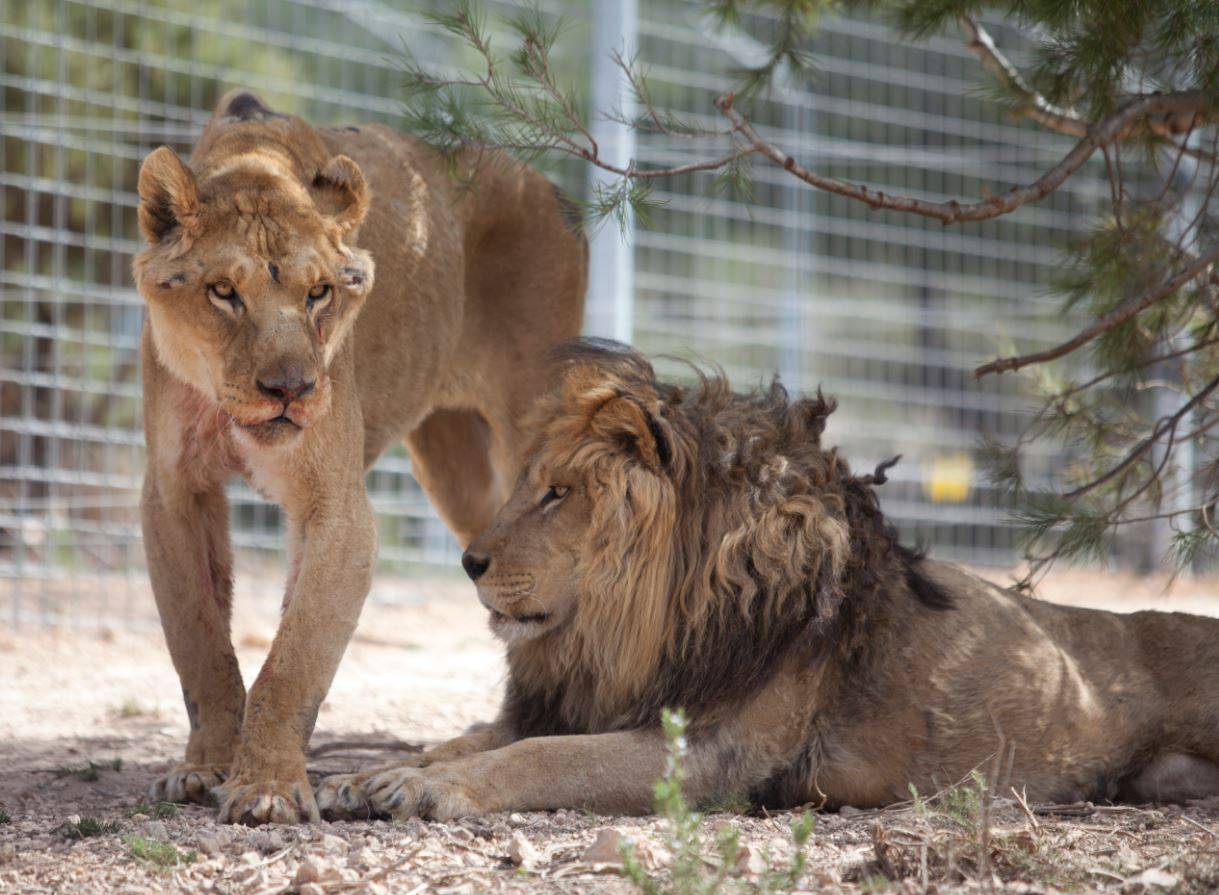 Los leones Govani y Silas rescatados