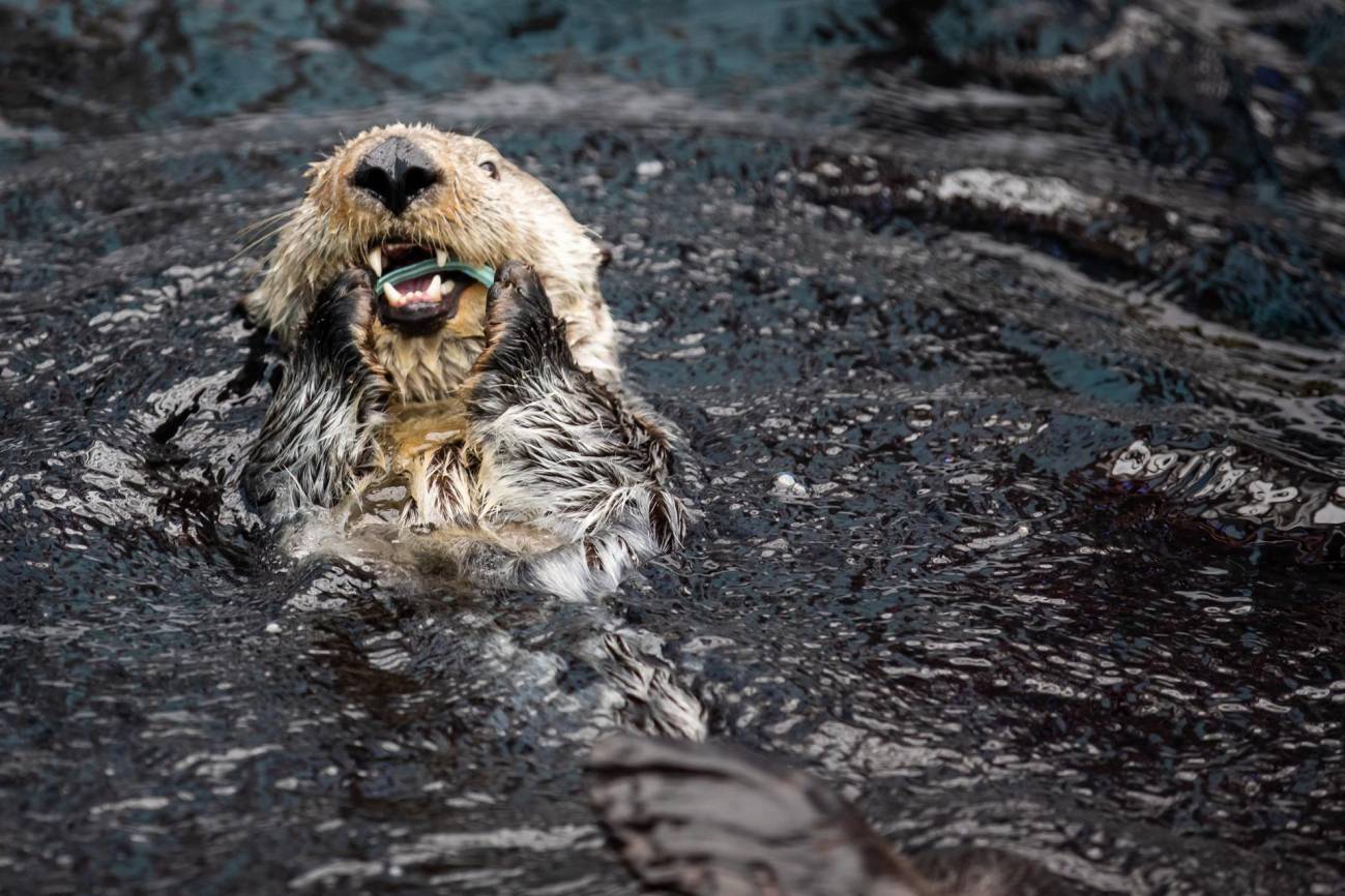 Imagen de una nutria