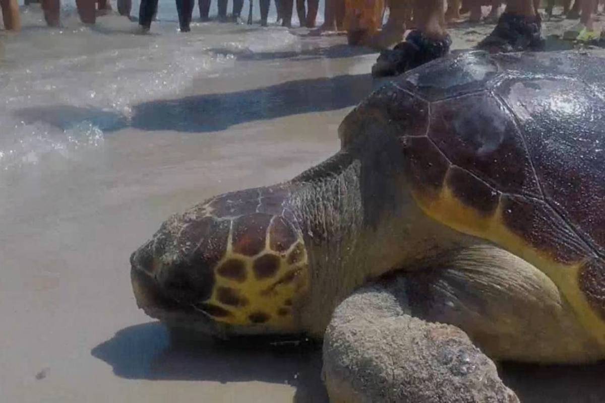Un ejemplar de 'Caretta caretta' o tortuga boba. / Natalia Román/EFE